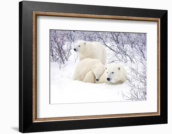 Polar Bears, Female and Two Cubs, Churchill Wildlife Area, Mb-Richard ans Susan Day-Framed Photographic Print