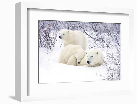 Polar Bears, Female and Two Cubs, Churchill Wildlife Area, Mb-Richard ans Susan Day-Framed Photographic Print