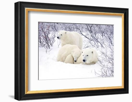 Polar Bears, Female and Two Cubs, Churchill Wildlife Area, Mb-Richard ans Susan Day-Framed Photographic Print