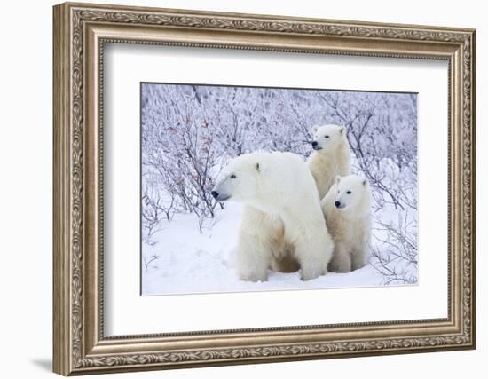 Polar Bears, Female and Two Cubs, Churchill Wildlife Area, Mb-Richard ans Susan Day-Framed Photographic Print