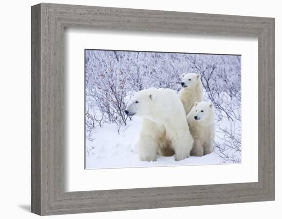 Polar Bears, Female and Two Cubs, Churchill Wildlife Area, Mb-Richard ans Susan Day-Framed Photographic Print