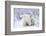 Polar Bears, Female and Two Cubs, Churchill Wildlife Area, Mb-Richard ans Susan Day-Framed Photographic Print