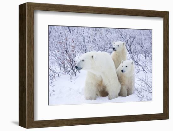 Polar Bears, Female and Two Cubs, Churchill Wildlife Area, Mb-Richard ans Susan Day-Framed Photographic Print