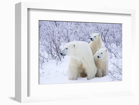 Polar Bears, Female and Two Cubs, Churchill Wildlife Area, Mb-Richard ans Susan Day-Framed Photographic Print