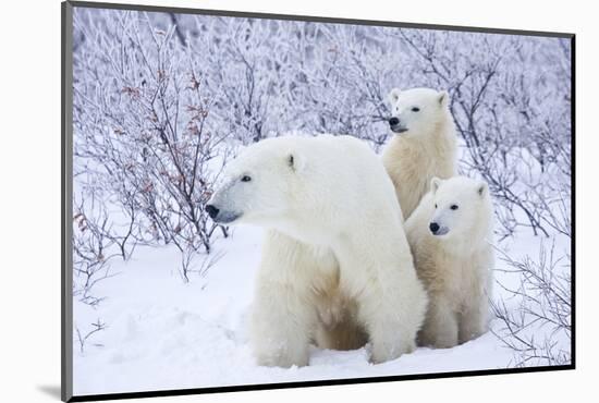 Polar Bears, Female and Two Cubs, Churchill Wildlife Area, Mb-Richard ans Susan Day-Mounted Photographic Print