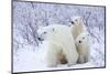 Polar Bears, Female and Two Cubs, Churchill Wildlife Area, Mb-Richard ans Susan Day-Mounted Photographic Print