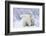 Polar Bears, Female and Two Cubs, Churchill Wildlife Area, Mb-Richard ans Susan Day-Framed Photographic Print