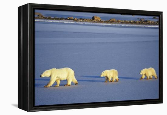 Polar Bears Female with 2 Cubs Walking on Frozen Pond, Churchill, Manitoba, Canada-Richard and Susan Day-Framed Premier Image Canvas