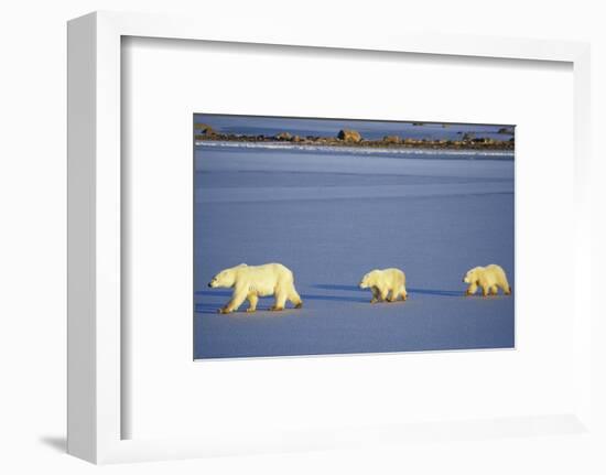 Polar Bears Female with 2 Cubs Walking on Frozen Pond, Churchill, Manitoba, Canada-Richard and Susan Day-Framed Photographic Print