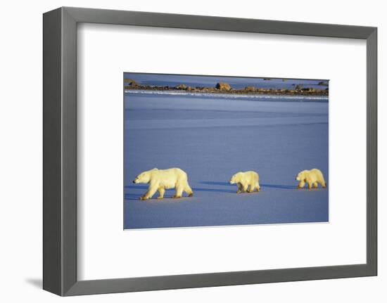 Polar Bears Female with 2 Cubs Walking on Frozen Pond, Churchill, Manitoba, Canada-Richard and Susan Day-Framed Photographic Print