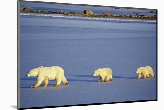 Polar Bears Female with 2 Cubs Walking on Frozen Pond, Churchill, Manitoba, Canada-Richard and Susan Day-Mounted Photographic Print