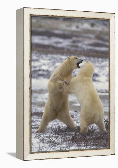 Polar Bears Fighting-DLILLC-Framed Premier Image Canvas