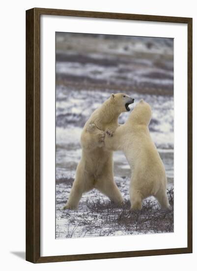 Polar Bears Fighting-DLILLC-Framed Photographic Print