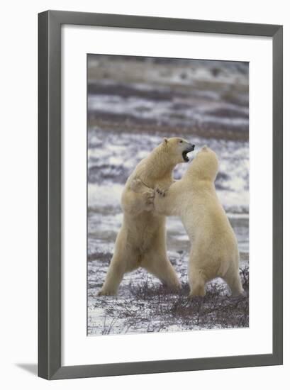 Polar Bears Fighting-DLILLC-Framed Photographic Print