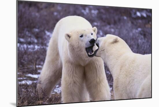 Polar Bears Fighting-DLILLC-Mounted Photographic Print