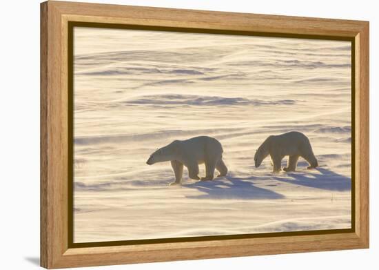 Polar Bears in Cape Churchill Wapusk National Park, Churchill, Manitoba, Canada-Richard and Susan Day-Framed Premier Image Canvas