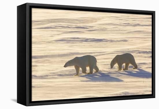 Polar Bears in Cape Churchill Wapusk National Park, Churchill, Manitoba, Canada-Richard and Susan Day-Framed Premier Image Canvas