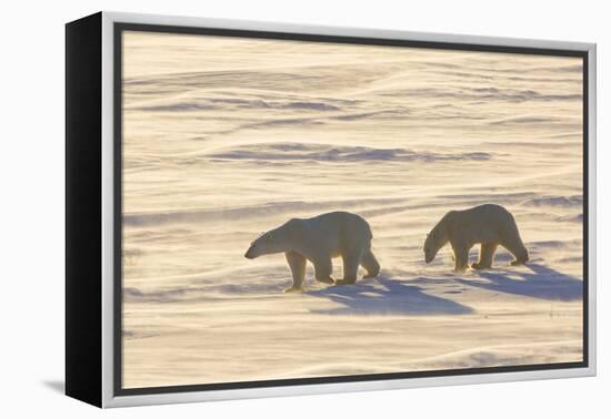 Polar Bears in Cape Churchill Wapusk National Park, Churchill, Manitoba, Canada-Richard and Susan Day-Framed Premier Image Canvas