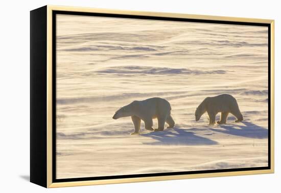 Polar Bears in Cape Churchill Wapusk National Park, Churchill, Manitoba, Canada-Richard and Susan Day-Framed Premier Image Canvas