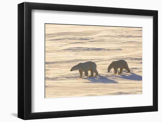 Polar Bears in Cape Churchill Wapusk National Park, Churchill, Manitoba, Canada-Richard and Susan Day-Framed Photographic Print