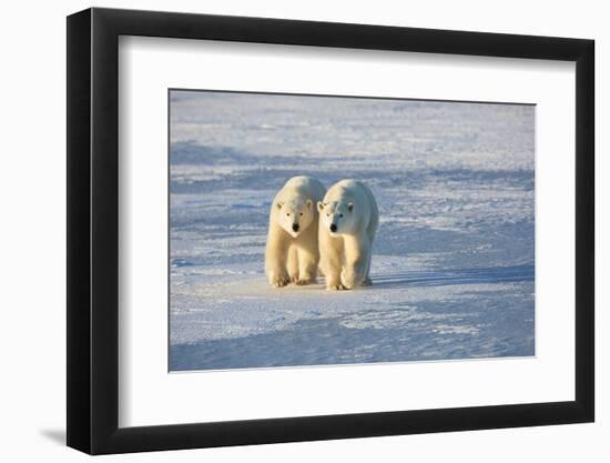 Polar Bears in Churchill Wildlife Management Area, Churchill, Manitoba, Canada-Richard and Susan Day-Framed Photographic Print
