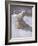 Polar Bears in Snow-Carl Ederer-Framed Giclee Print