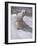 Polar Bears in Snow-Carl Ederer-Framed Giclee Print