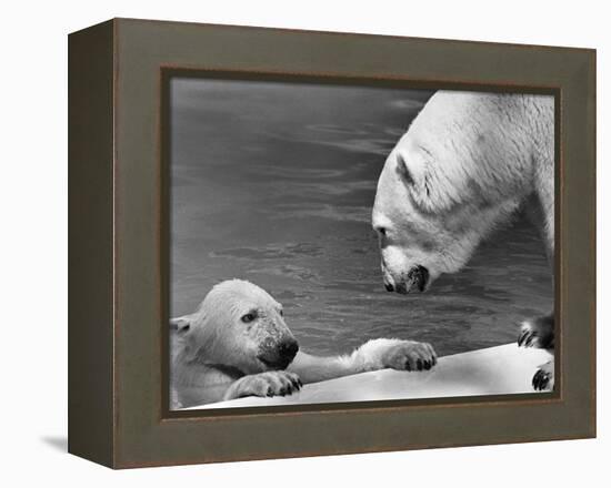 Polar Bears Looking at Each Other-Bill Varie-Framed Premier Image Canvas