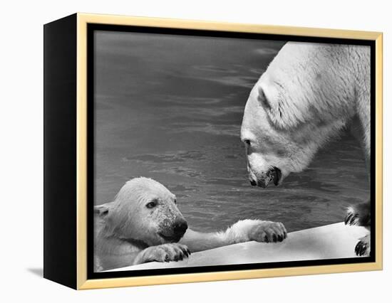 Polar Bears Looking at Each Other-Bill Varie-Framed Premier Image Canvas