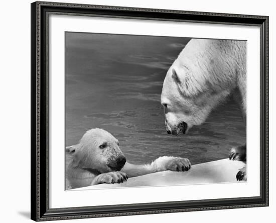 Polar Bears Looking at Each Other-Bill Varie-Framed Photographic Print