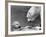 Polar Bears Looking at Each Other-Bill Varie-Framed Photographic Print