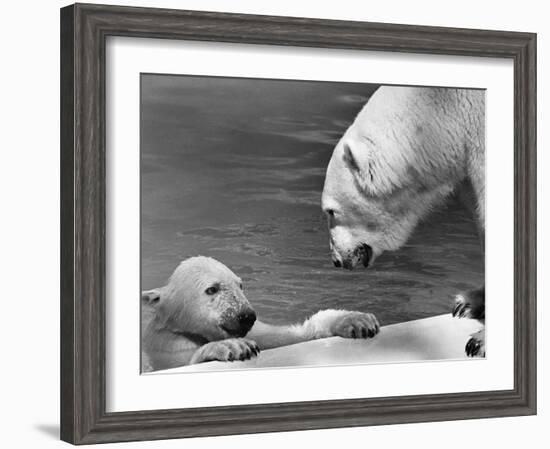 Polar Bears Looking at Each Other-Bill Varie-Framed Photographic Print