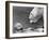 Polar Bears Looking at Each Other-Bill Varie-Framed Photographic Print