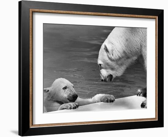 Polar Bears Looking at Each Other-Bill Varie-Framed Photographic Print