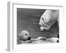 Polar Bears Looking at Each Other-Bill Varie-Framed Photographic Print