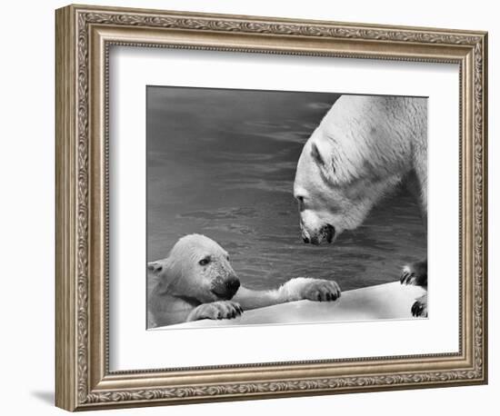 Polar Bears Looking at Each Other-Bill Varie-Framed Photographic Print