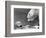 Polar Bears Looking at Each Other-Bill Varie-Framed Photographic Print