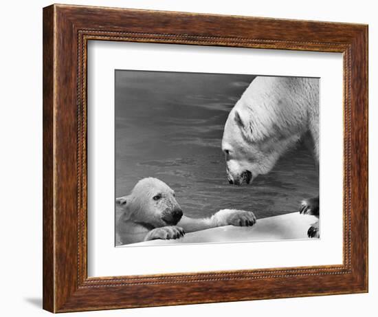 Polar Bears Looking at Each Other-Bill Varie-Framed Photographic Print