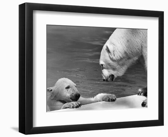 Polar Bears Looking at Each Other-Bill Varie-Framed Photographic Print