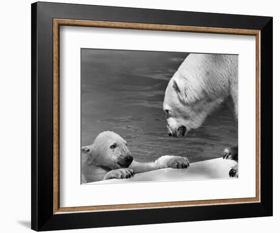 Polar Bears Looking at Each Other-Bill Varie-Framed Photographic Print