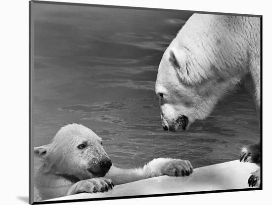 Polar Bears Looking at Each Other-Bill Varie-Mounted Photographic Print