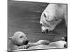 Polar Bears Looking at Each Other-Bill Varie-Mounted Photographic Print