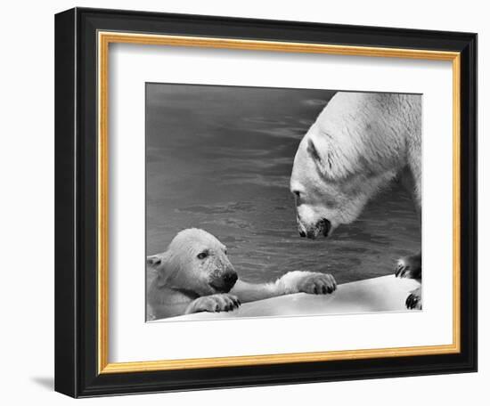 Polar Bears Looking at Each Other-Bill Varie-Framed Photographic Print