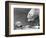 Polar Bears Looking at Each Other-Bill Varie-Framed Photographic Print