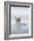 Polar Bears Near Kaktovic, Alaska-Howie Garber-Framed Photographic Print