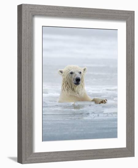 Polar Bears Near Kaktovic, Alaska-Howie Garber-Framed Photographic Print