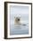 Polar Bears Near Kaktovic, Alaska-Howie Garber-Framed Photographic Print