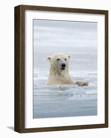 Polar Bears Near Kaktovic, Alaska-Howie Garber-Framed Photographic Print