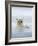 Polar Bears Near Kaktovic, Alaska-Howie Garber-Framed Photographic Print