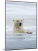 Polar Bears Near Kaktovic, Alaska-Howie Garber-Mounted Photographic Print